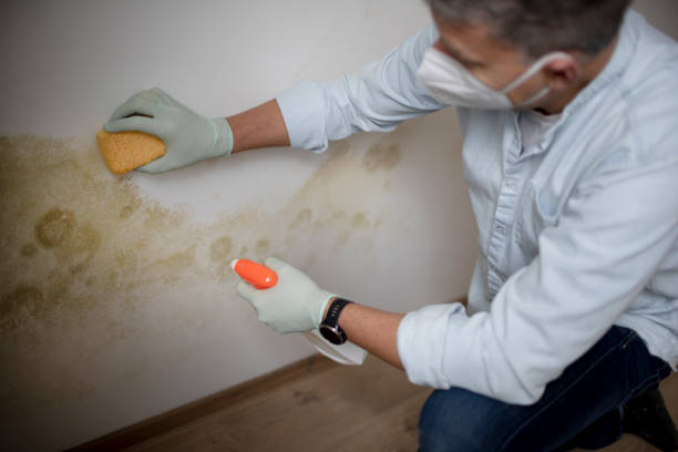 Pomeroy, WA Mold Removal Company