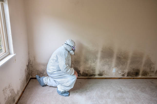 Best Mold Damage Repair  in Pomeroy, WA